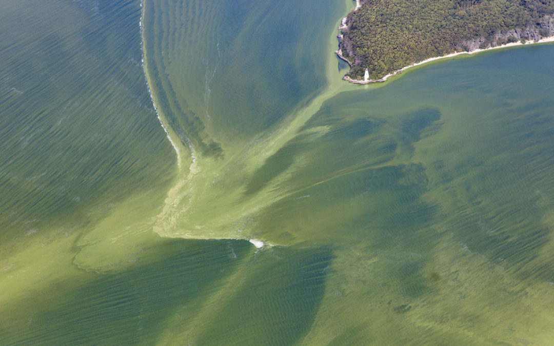 Climate change and waste contributing to toxic algae around Cape Cod