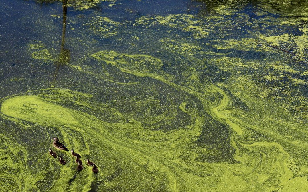 Top 10 Worst Toxic Algal Blooms of 2023 (according to BlueGreen Water Technologies)