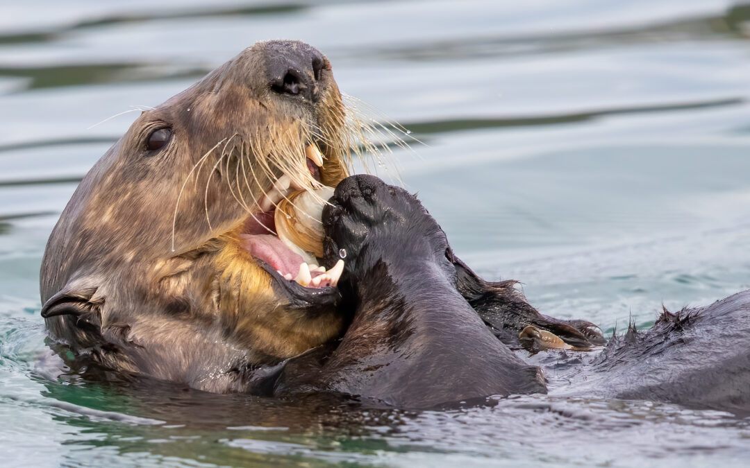 Altered gene transcription could indicate chronic exposure to domoic acid in Alaska sea otters