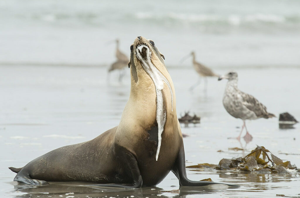 California HAB leads to DA toxicity in marine mammals