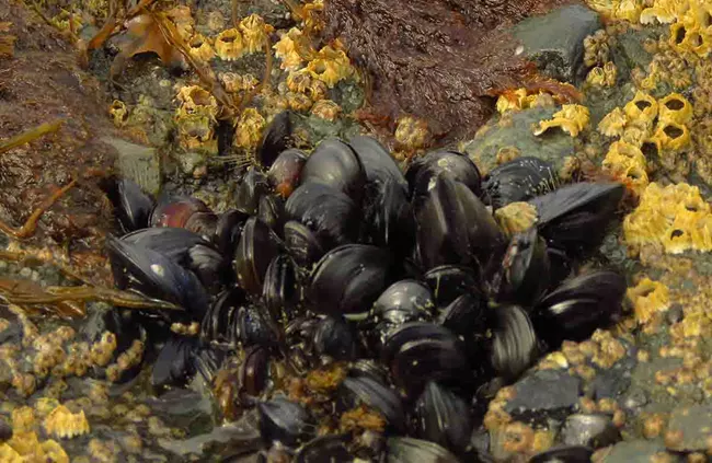 Metabolomics investigation of the effects of PSTs on mussels