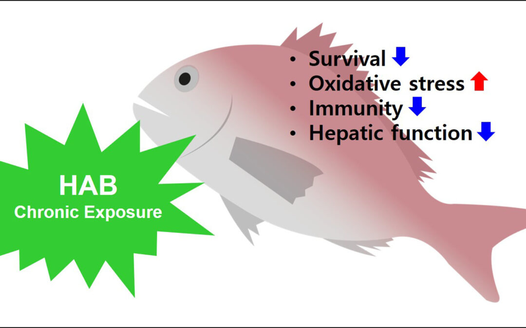 Impact of chronic HAB toxins on fish