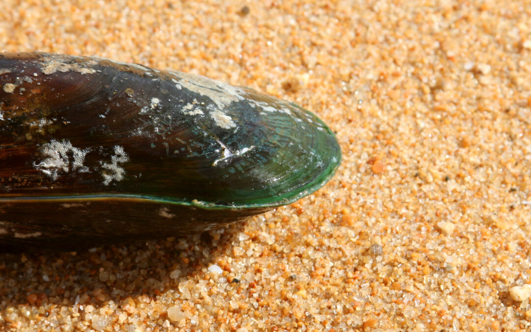 Alexandrium impairs development of mussel embryos and larvae
