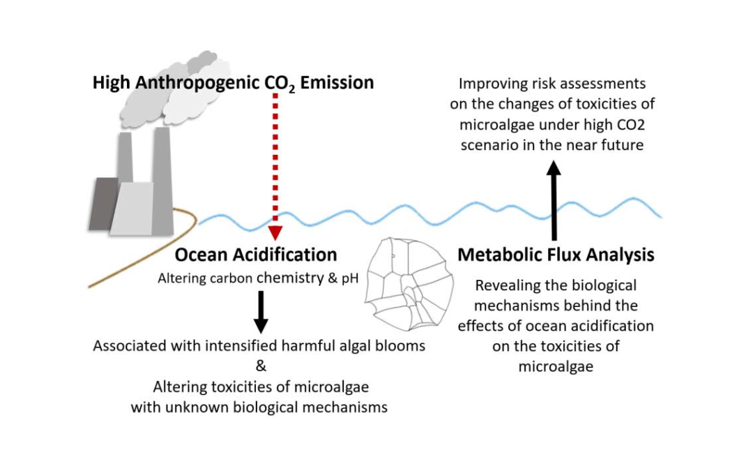 Metabolomics reveal effects of OA on toxicity of HABs