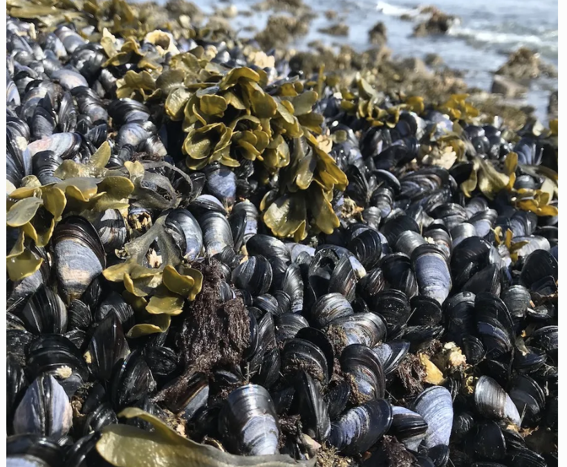 New funding expands harmful algal bloom research in Kodiak waters