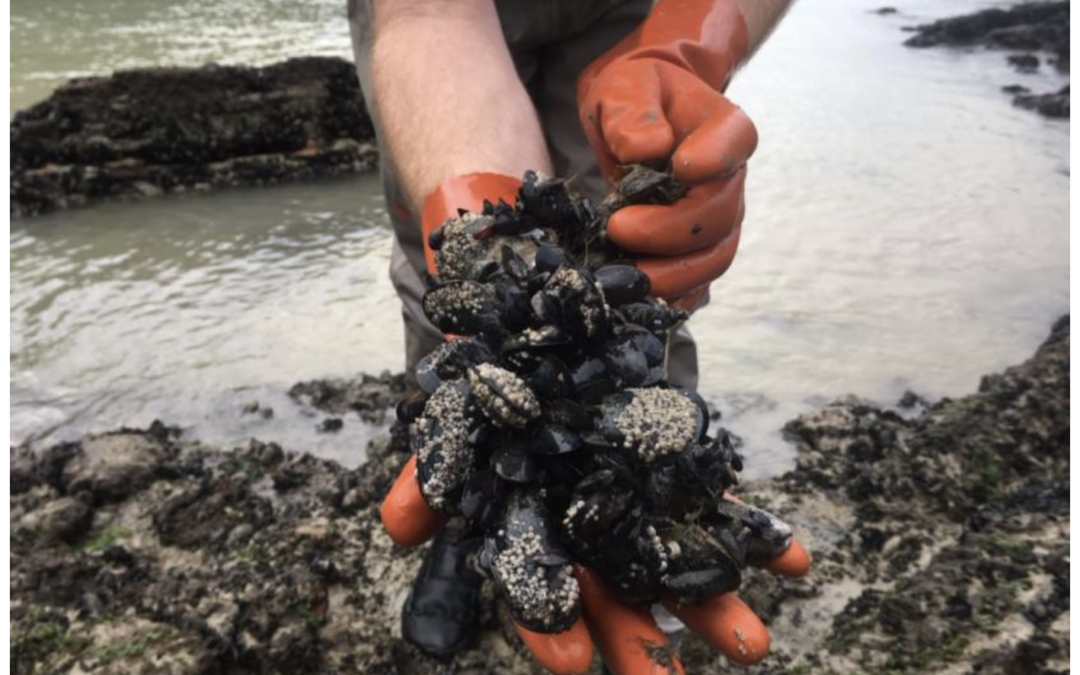 Scientists investigate paralytic shellfish poisoning as possible factor in large marine die offs